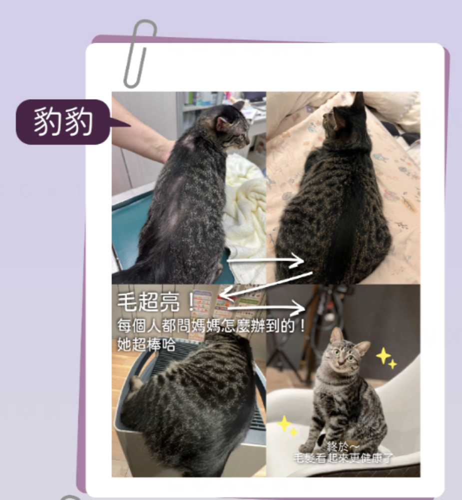 豹豹毛色亮麗見證