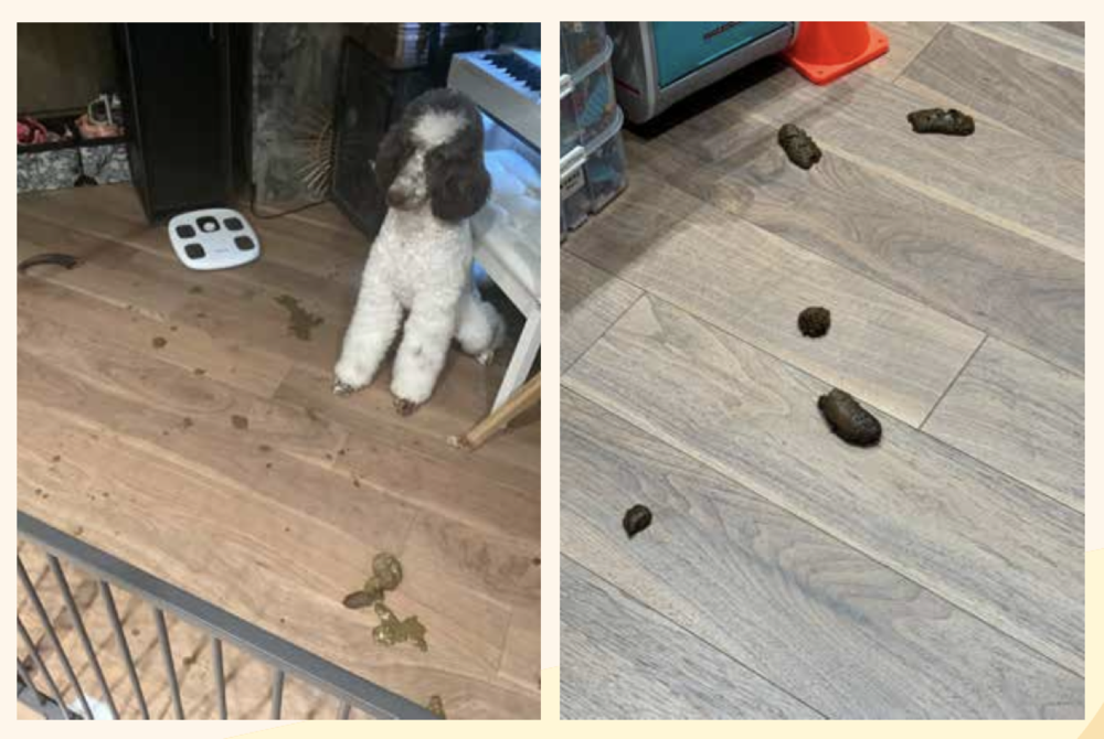 便便成形對比照